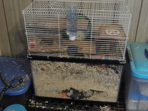 10 gallon gerbil cage