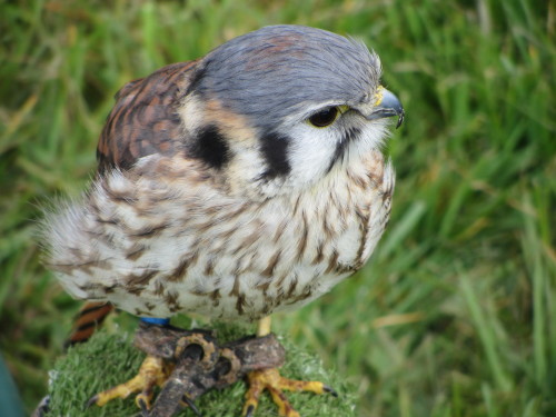 Buzz the American kestrel