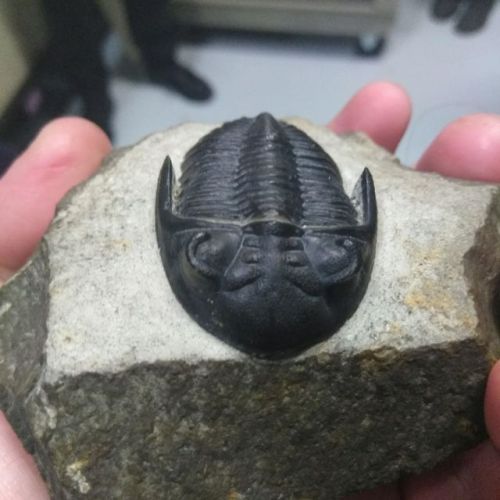azzaventura:Trilobite FossilA week ago I had the opportunity to go behind the scenes at the museum a