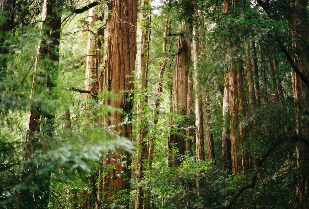 amazinglybeautifulphotography: “Muir Woods [OC] [1818x1228] - Author: _jpizzle_bear on Reddit ”