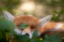 Awkwardsituationist:  Photos By Klaus Echle, A Forest Ranger In Germany’s Black