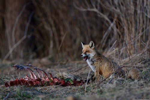 warcrimesimulator:European red fox  (Vulpes vulpes crucigera) Wierzchosławice, Małopolska, Poland   