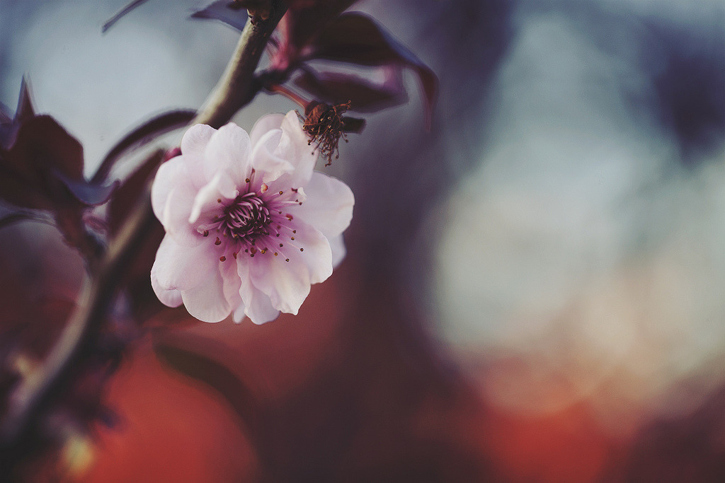 atraversso:  Beautiful flowers by Mary Parker 