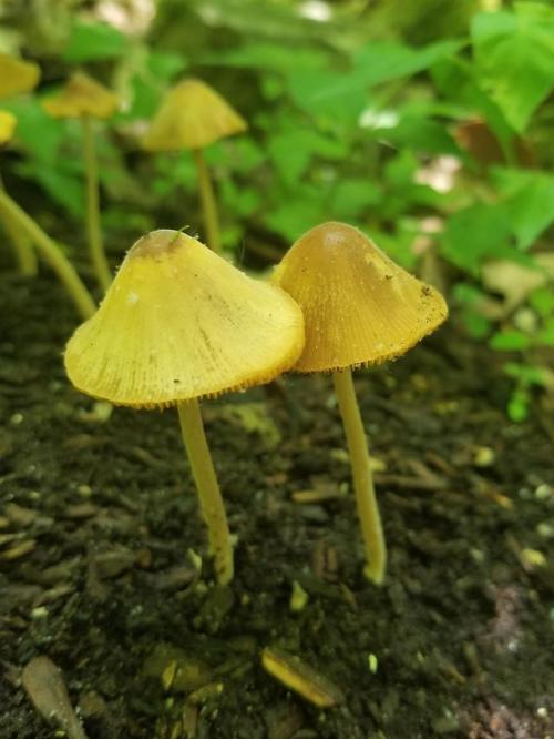 multifacetedmushrooms:Mushy hunting in Logansport IN today, here are my finds, any IDs helpFound her