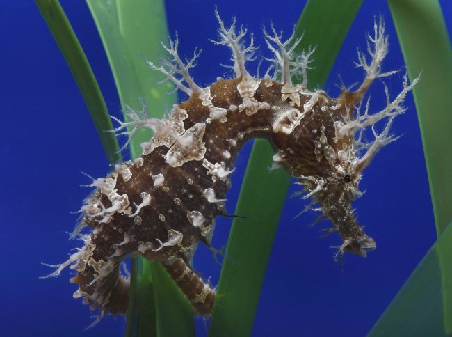 Share Your Love of Seahorses on Instagram and you could win an Aquarium Adventure for four! “Secret Lives of Seahorses” closes September 2 to make way for an awesome new exhibit focusing on octopuses, cuttlefish and their kin. Show us your memories...