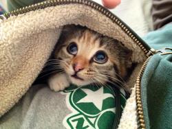 magicalnaturetour:  A baby kitten who loves to snuggle in my hoodie by Skot_88 via reddit  ~ Sweet Dreams beautiful friends ♥