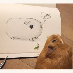 guineapiggies:  Cute guinea pig sketch by VinceOkerman