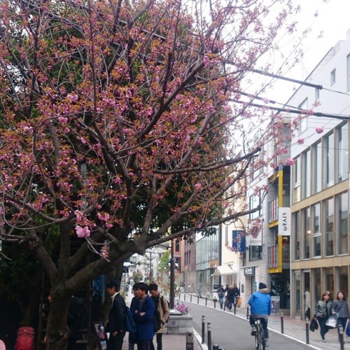 At #Harajuku 🌼🌼🌼 #Sakura   #fashion district in #Tokyo #travel 🇯🇵 enjoyed seeing the Locals and alley shops/stores in this area.  (at Harajuku Street, Tokyo)