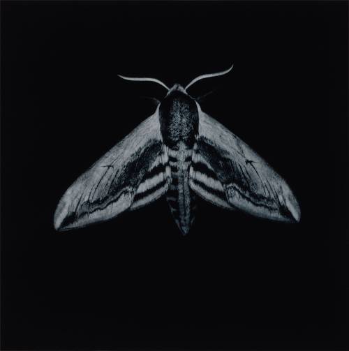maedior:Moths by artist Sarah Gillespie (SOURCE)