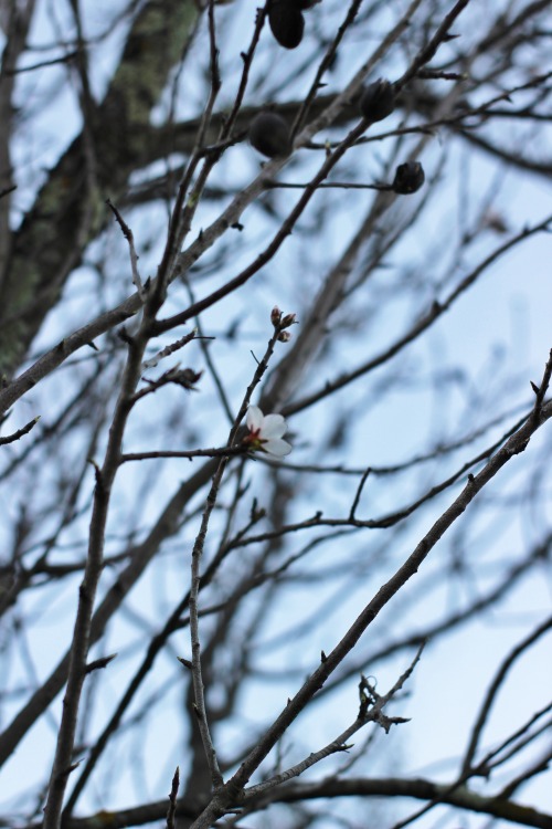 almond tree