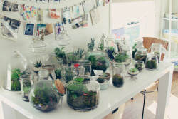 helloyounglionsxo:  I make and sell terrariums as a little hobby that makes me happy and I hope makes others happy too :) See more: moss&amp;bone 