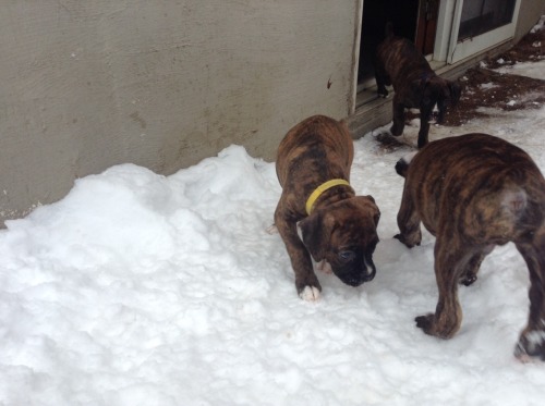 7 weeks old first time in the snow!