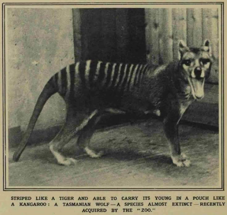 This photograph was published in the Illustrated... Thylacine Dreams