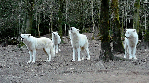 White Wolves_Howling
