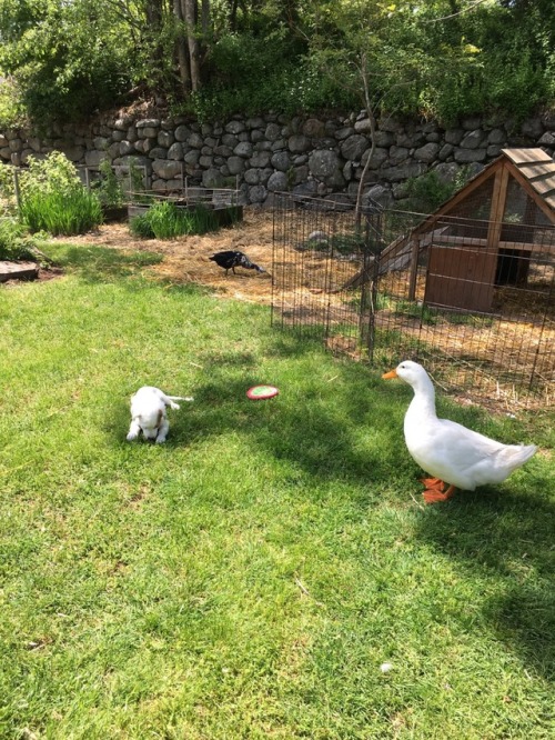 Kiku, Darcy, and Lizzy seem to want to live in harmony.