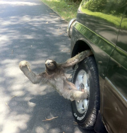 rnazerunner: hangin out the passenger side of his best friend’s ride trying to holla at me 