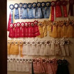 1 Champion, 8 First 1 Reserve Champion, 11 Second 1 Third Overall, 10 Third 1 Fourth