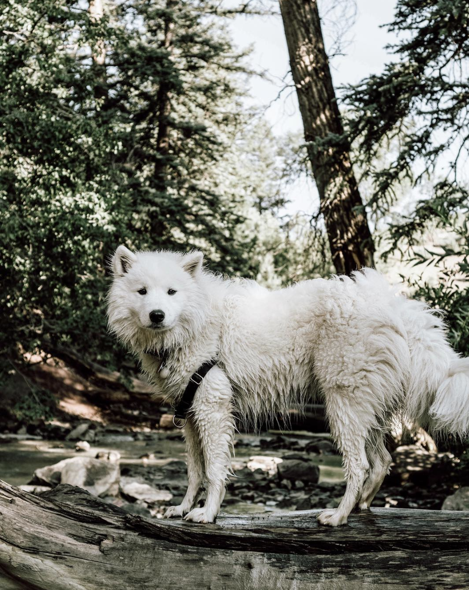 ATLAS THE ADVENTURE SAMOYED