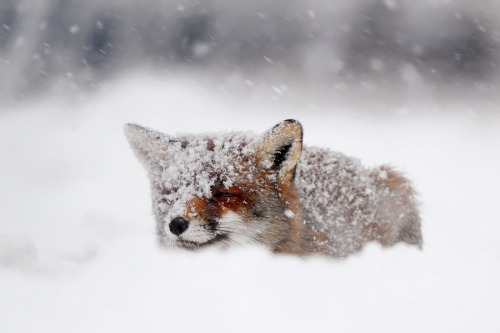 XXX tulipnight:  Fox in the snow by Roeselien photo