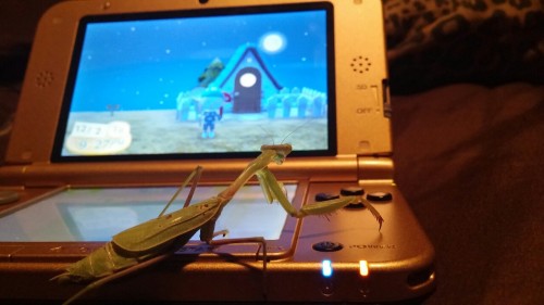 metalgearstoned: She wanted to help me catch bugs