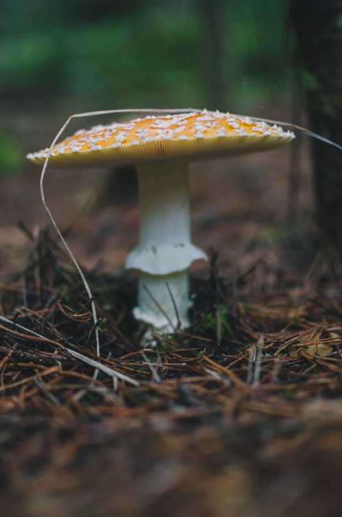 Fly Agaric