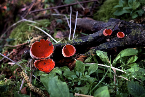 Scarlet Elf Cup Fungus by by Justinc on Flickr.