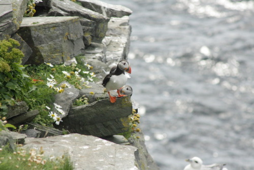 crisscrosscutout:A puffin scrutinising me, while being scrutinised by a Northern Fulmar XD