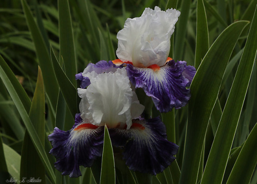 “Gypsy Lord” Bearded IrisJune 4, 2019