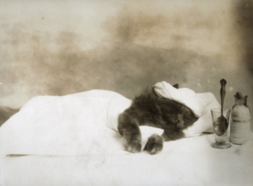 yesterdaysprint:Kitten with a cold, by Jessie Tarbox Beals, ca. 1903