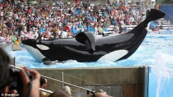 animalcruelty-notok:  NY Senator Greg Ball has proposed a new bill prohibiting the possession and harboring of killer whales in aquariums and sea parks.  “The legislation (S6613) was introduced after the documentary “Blackfish” highlighted the captivity