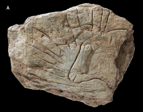 fishstickmonkey:Fragment 317 with a bifacial ornamentation: side A) head of aurochs surrounded by ra