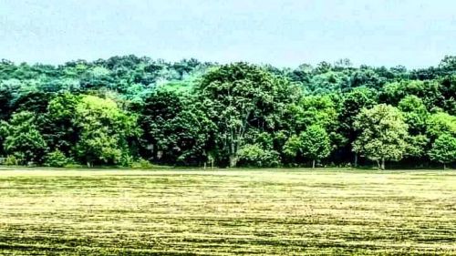 #Trees in #Van_Cortlandt_Park, #the_Bronx. #newyorkcityparks https://www.instagram.com/p/CeIHKyPMQ