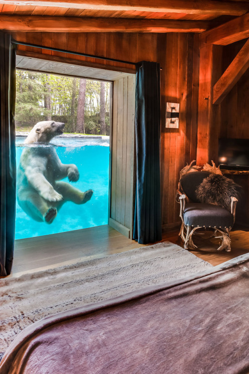 Sleep with Polar Bears in a French ZooSet within Zoo de la Fleche in the Loire Valley, the Arctic Lo