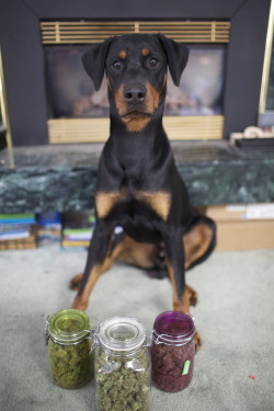 frigidchops:  he’s so confused as to why I am asking him to sit beside these jars 