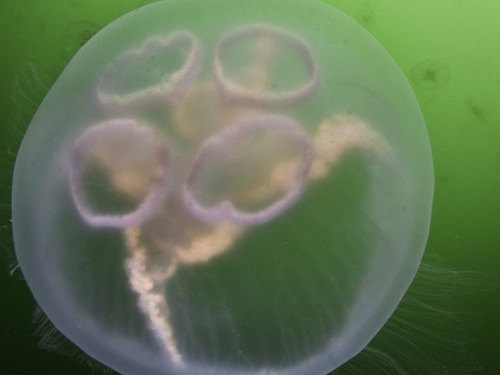 uncharismatic-fauna:Over the Moon for Moon JellyfishThe moon jellyfish, also known as the common jel