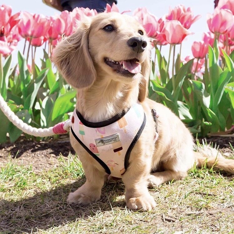 friendly-animals:  (Source)