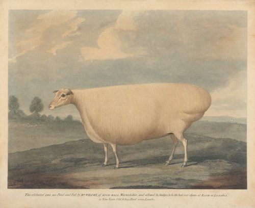 coeurdelhistoire:artekka:God bless 19th century livestock painters of absolute units.1. James Clark2