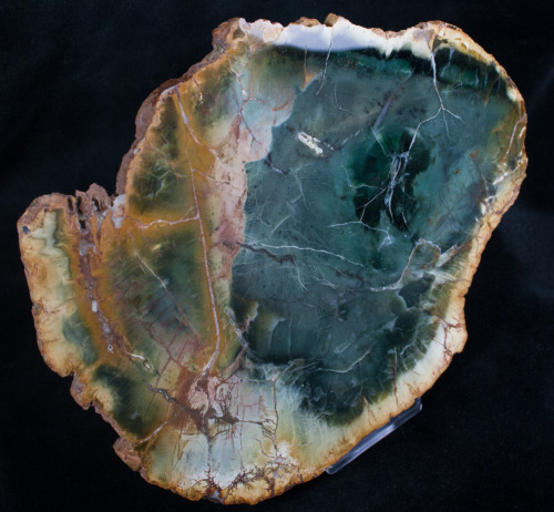 A slice of Triassic aged petrified wood from Gokwe, Zimbabwe with a brilliant green coloration.