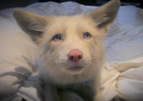 livingwithfoxesblog:Too sleepy to keep his eyes open. He’s such a morning fox!  