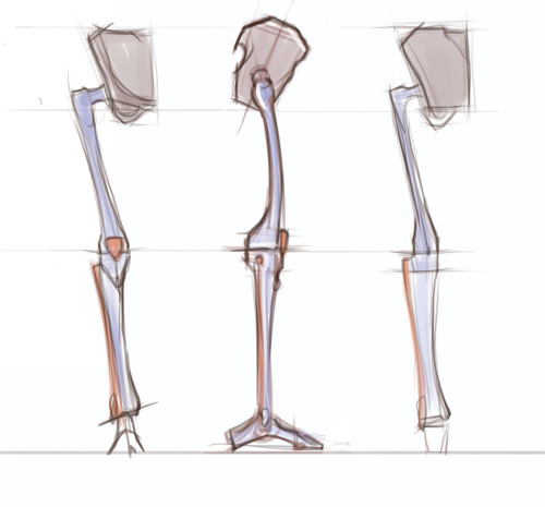 anatoref: Anatomy of the Legs and Feet dablacksaiyan You probably know this stuff already, but I hop