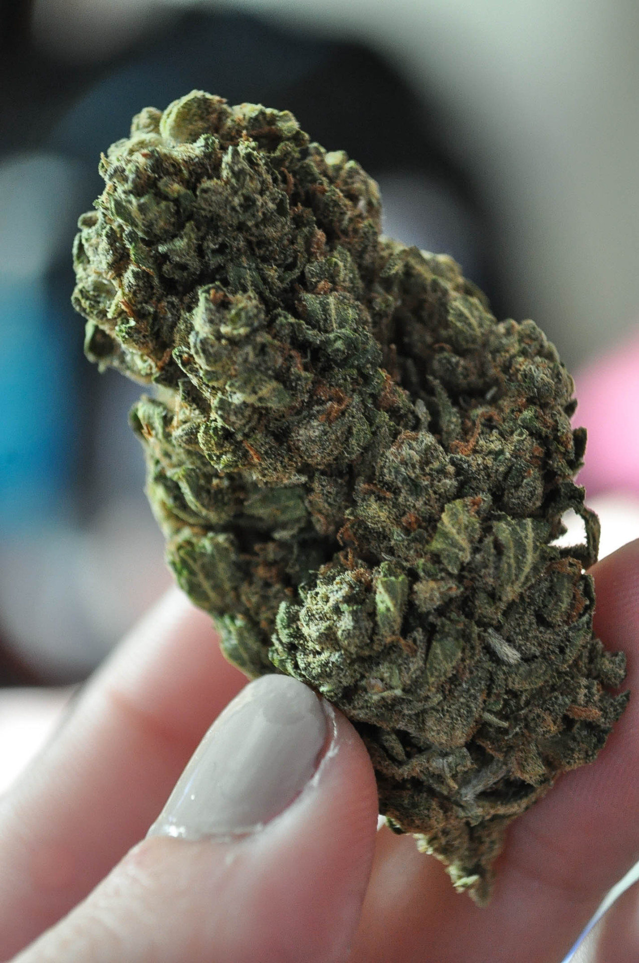 electricgardenofdelights:  Jack Herer 