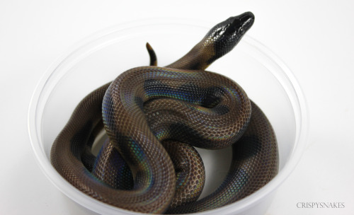 crispysnakes:Gin (bottom) and Tonic (top) - Bismarck Ringed python (bothrochilus boa)Growing faster.