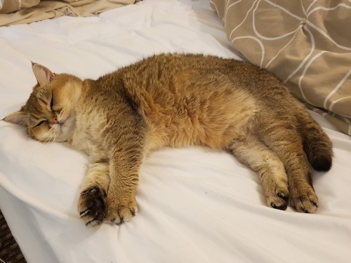 bovinecleave: caturday is for chillin