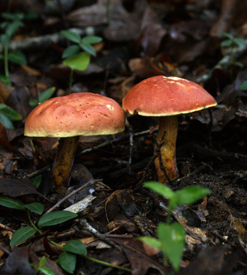 natural-magics:Boletus sensibilis byKen Cheeks