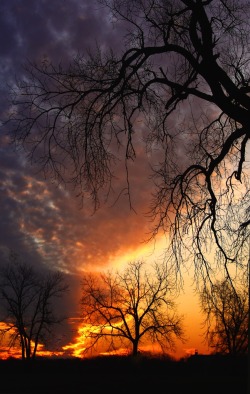 belovedgaia:  sapphire1707:  Sunset | by cafagna | http://ift.tt/1B124wJ   - plants - nature -