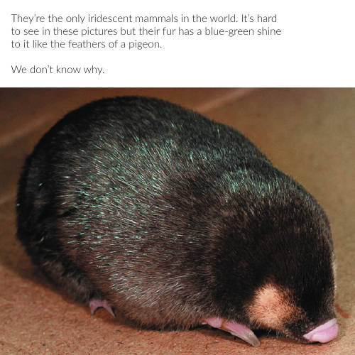 Porn arsanatomica:  The Chronicles of Potato Mole photos