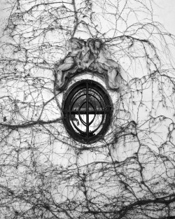 brookelabrie:Ivy Window - Fine Art Velvet printShot in Montmartre, Paris in 20148 x 10 inch Fine Art Velvet limited edition print.Printed on archival large format inkjet printer on 100% cotton and acid free paper.Only 25 editions available. Signed by