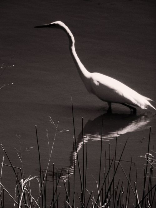 pointandshooter:photo: David Castenson