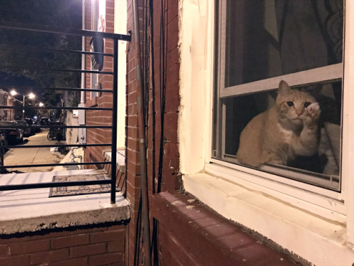 hellowindowcat:Graduate Hospital window cat