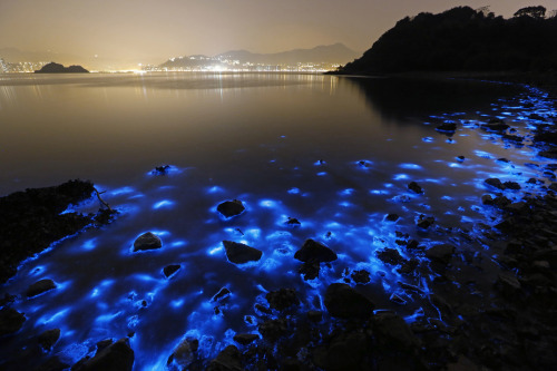 nevver:  Bioluminescence 